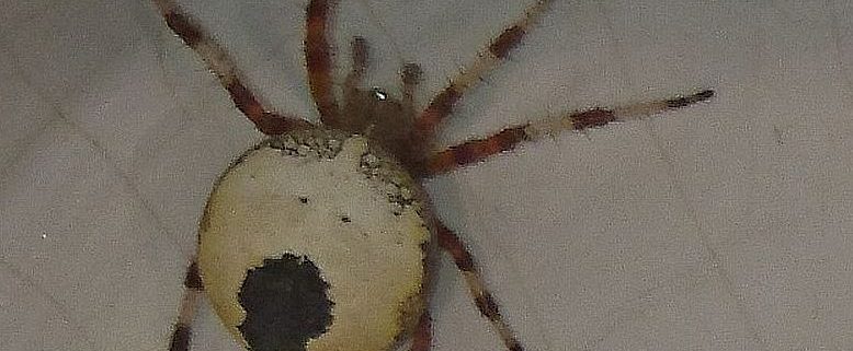 marbled orb weaver spider