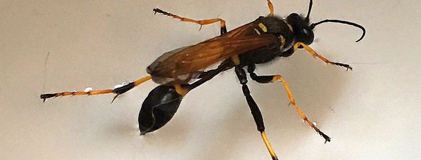 Mud dauber wasp