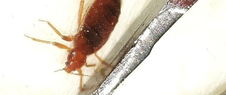 Bed Bug