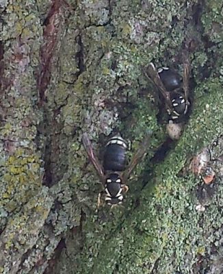 Bald faced hornets