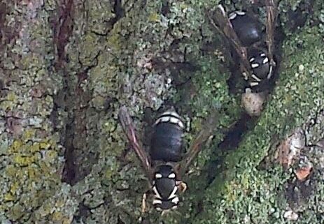 Bald faced hornets