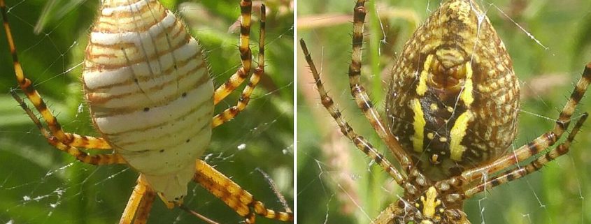 Banded Argiope spider