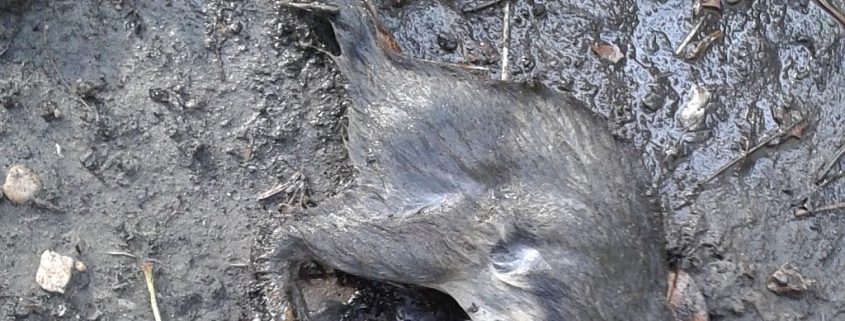 Wood Rat