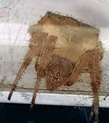 Cat-face orb weaver spider