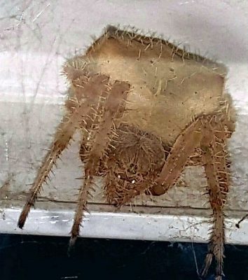 Cat-face orb weaver spider