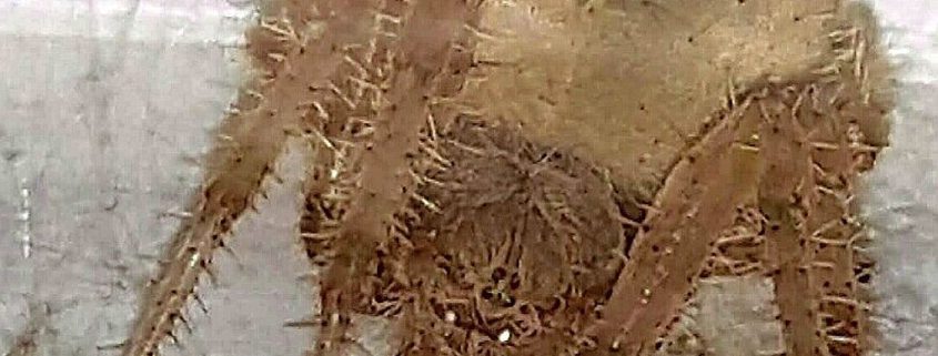 Cat-face orb weaver spider