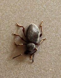 broad-nose/short-snouted weevil