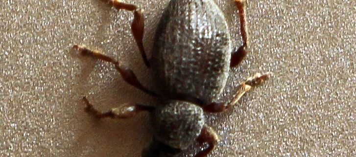 broad-nose/short-snouted weevil