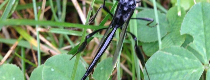 long tail black bug