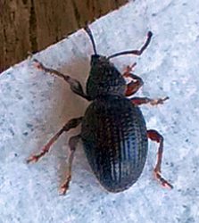 broad-nose/short-snouted weevil