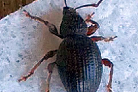 broad-nose/short-snouted weevil