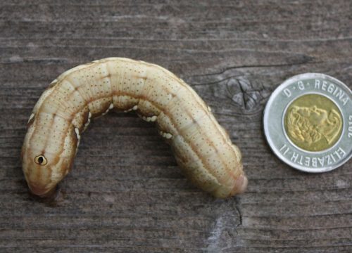 Sphinx Moth caterpillar