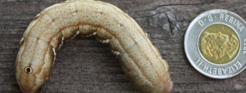 Sphinx Moth caterpillar