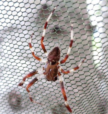 Orb weaving spider