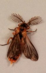 male beetle in the family Phengodidae