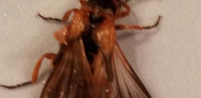 male beetle in the family Phengodidae