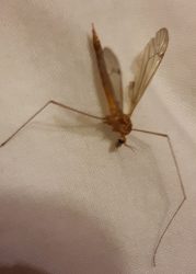 crane fly