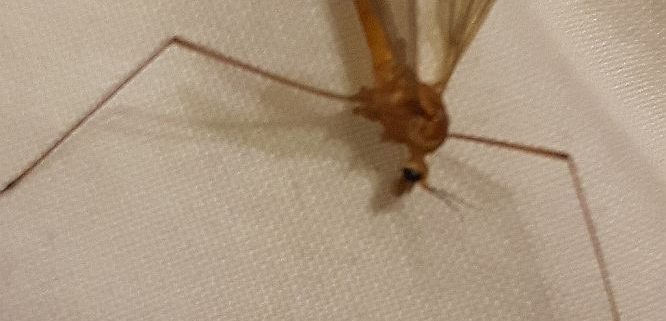 crane fly