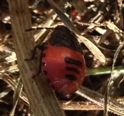 white-margined burrower bug nymph