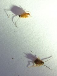 cockroach nymphs