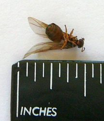 Reproductive winged ant
