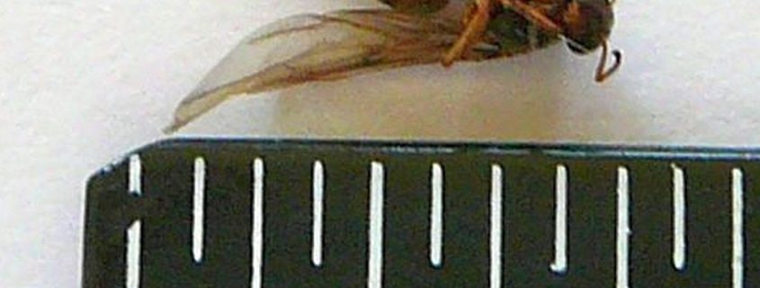 Reproductive winged ant
