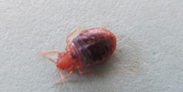 Well fed bed bug