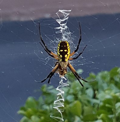 orb weaving spider