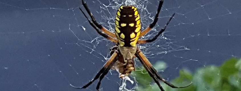 orb weaving spider