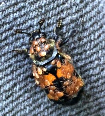 Sexton beetle