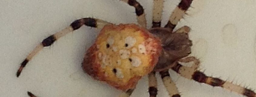 female orb weaving spider