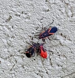 Boxelder bugs