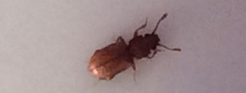 Foreign grain beetle