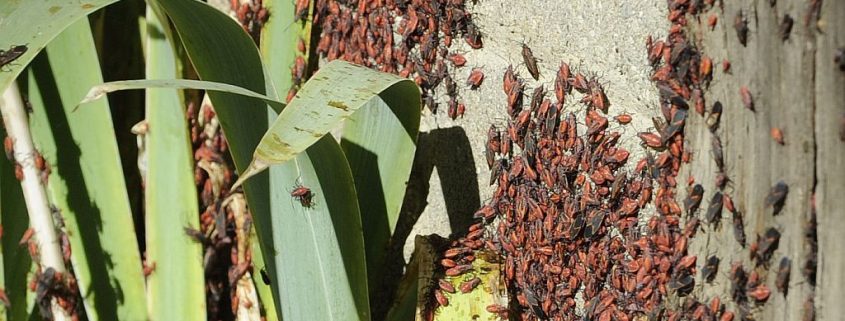 Box Elder Bugs