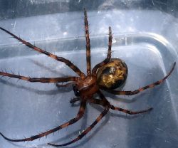 Cave orb weaver spider