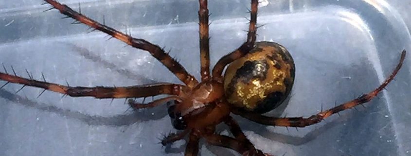 Cave orb weaver spider