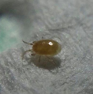 Mite
