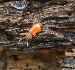 fungus feeder or scavenger