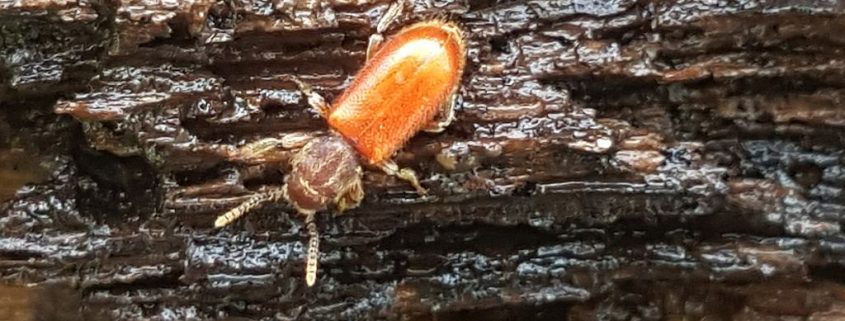 fungus feeder or scavenger