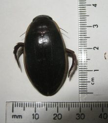 predaceous diving beetle