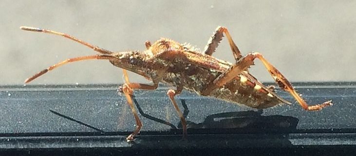western conifer seed bug