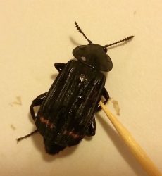 redlined carrion beetle