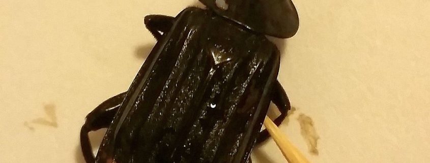 redlined carrion beetle