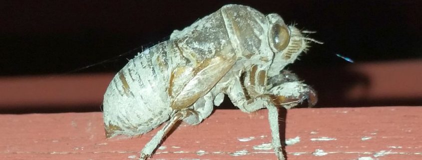 nymph or exoskeleton of a nymph of a cicada
