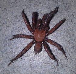 mygalomorph spider