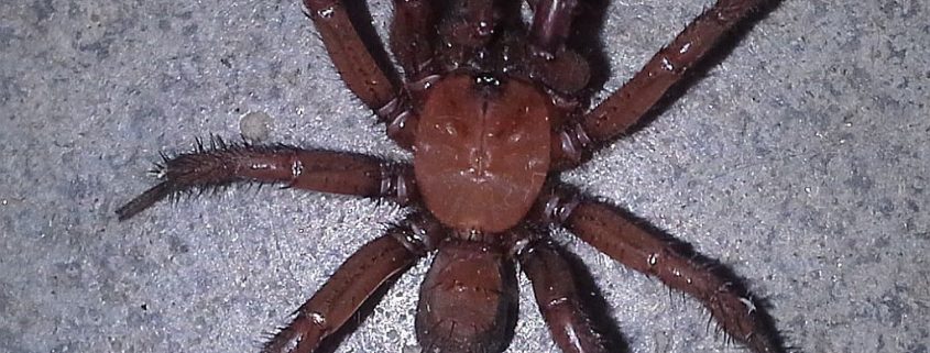 mygalomorph spider