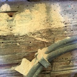 Powder post beetle damage