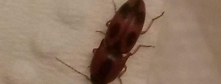 click beetle