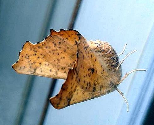 moth in the family Geometridae