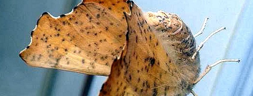moth in the family Geometridae